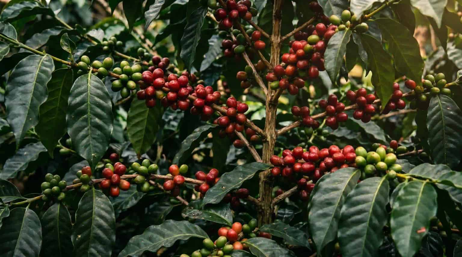 Premium Indonesian green coffee beans from Saan Coffee